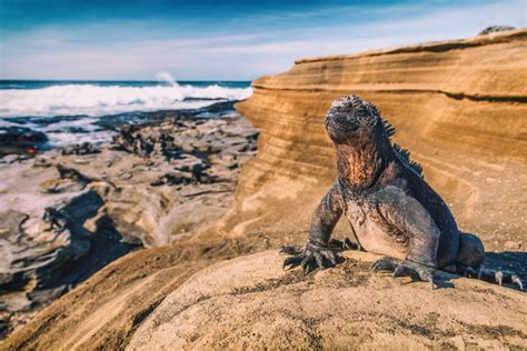 Best Galapagos Islands 5-Day Tours & Itineraries - Compare 6 Trip Ideas ...