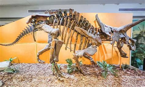 The Palm Beach Museum of Natural History - Up To 55% Off - Wellington ...