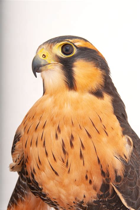 Northern Aplomado Falcon Habitat