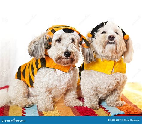 Cute dogs in costumes stock image. Image of pups, clothing - 23506537