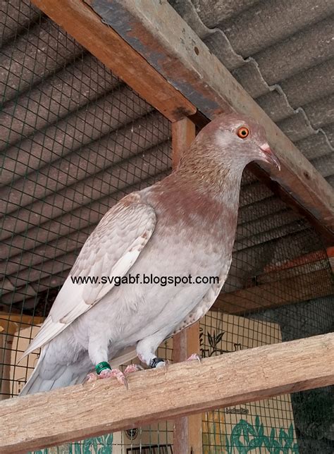 merpati balap svga bird farm tamara