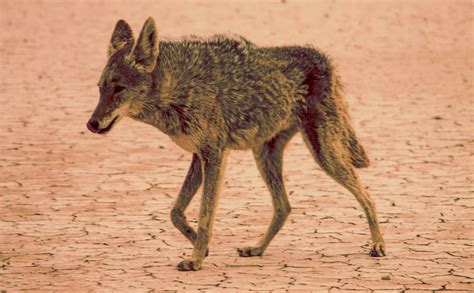 Desert Coyotes: Facts, Info, Diet, Habitat - Sandboarding