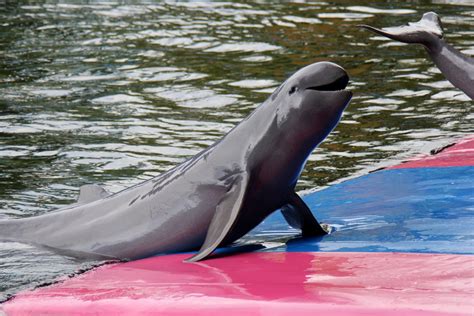 Irrawaddy dolphin (Orcaella brevirostris) - ZooChat