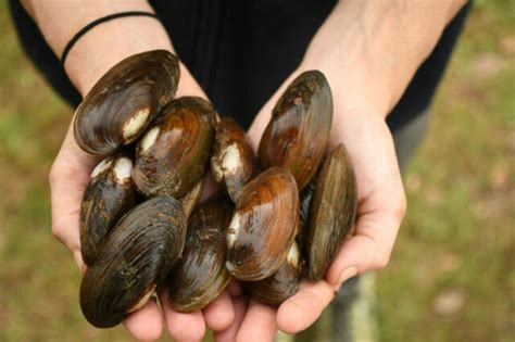 Live Cold Hardy Freshwater Clams Mussels for bio filter beta aquarium ...