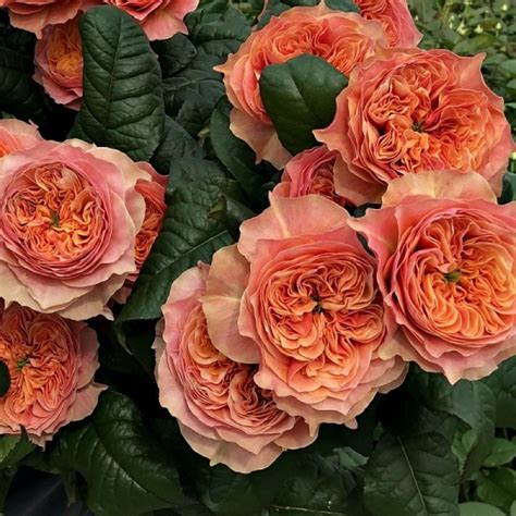 Marigen - питомник Kensington Gardens(VIP ROSES) и саженцы