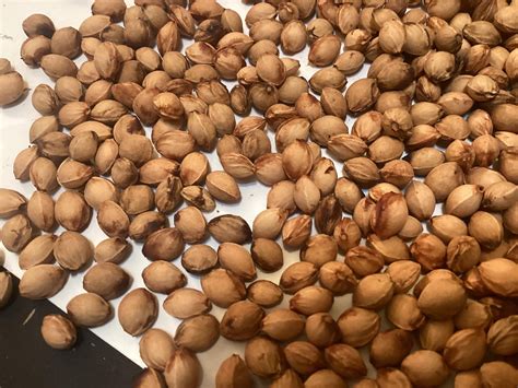 Carmine Jewel Cherry Tree Seeds: Dwarf Prunus Fruticosa | TreeSeedMan