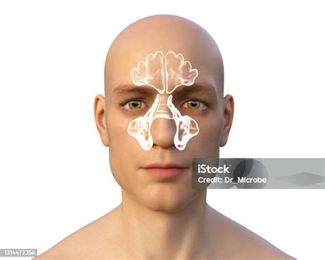 anatomi sinus paranasal foto stok  gambar  sinus