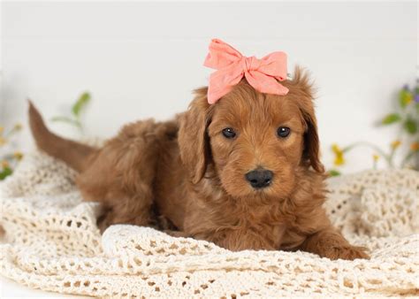 Medium Goldendoodles — Family Bred Puppies