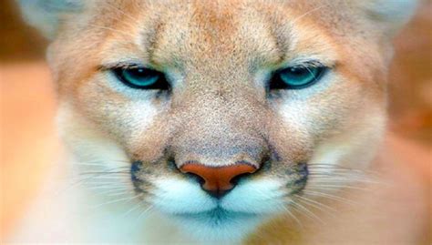 The Eastern Puma Is Officially Extinct, After Humans Destroy Its Wild ...