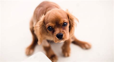 Why Does My Dog Drag His Stomach On The Carpet | Viewfloor.co