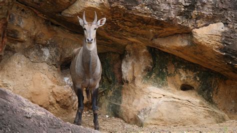 eland animal 2