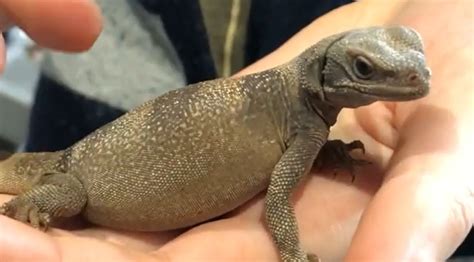 Chuckwalla Lizard | Cook Museum of Natural Science