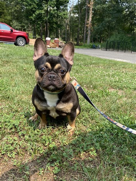 Bella - French Bulldog Puppy for Sale in Franklinville, NJ | Lancaster