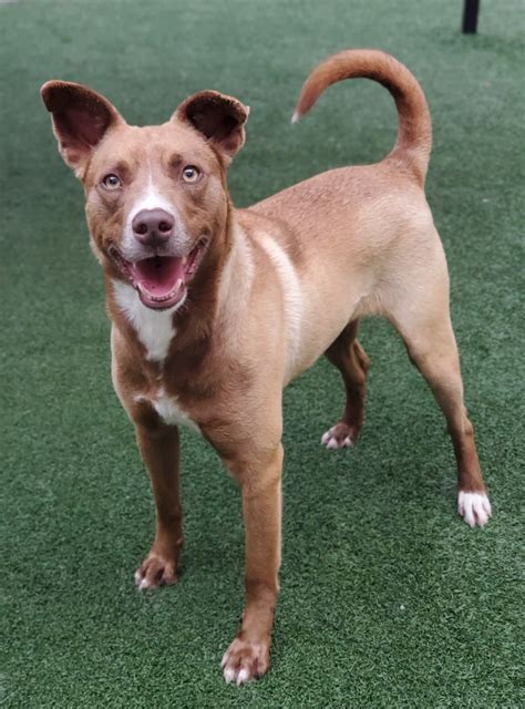 lewisville animal shelter