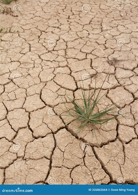 Wild Invasive Weeds Sprouting from the Crack Ground Surface Stock Photo