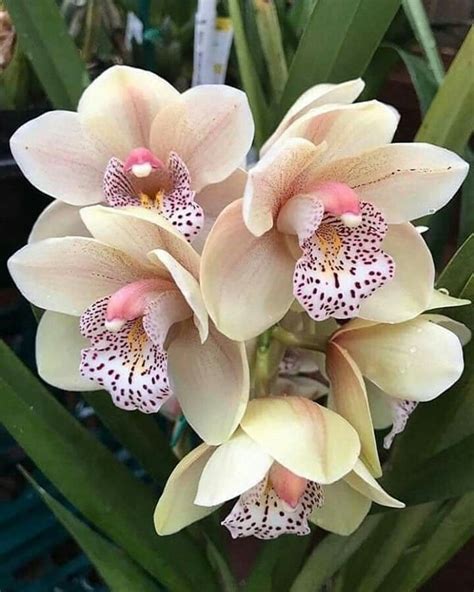 Pin by Futika Widyati on FLOWER N GARDEN | Unusual flowers, Beautiful ...