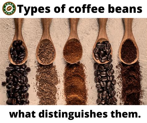 Four types of coffee beans and what distinguishes them. – Agro Beans