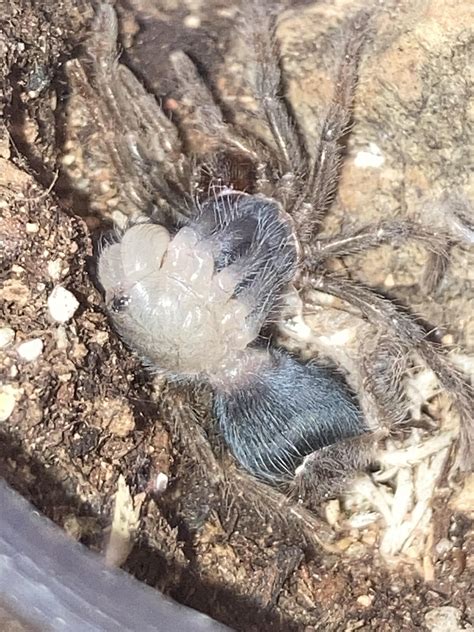 Brachypelma Smithi molted finally! : r/tarantulas