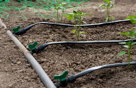 Install a drip-line watering system - Australian Handyman Magazine