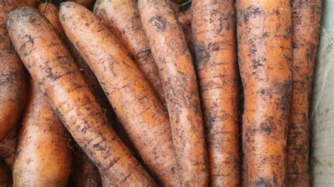 Какое удобрение любит морковь: используйте эту добавку при посеве ...