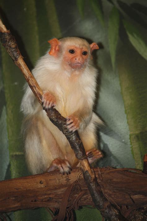 Silvery Marmoset | The Parody Wiki | Fandom