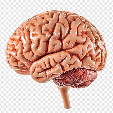 actual human brain   infoupdateorg