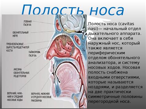 Дыхательная система - презентация онлайн