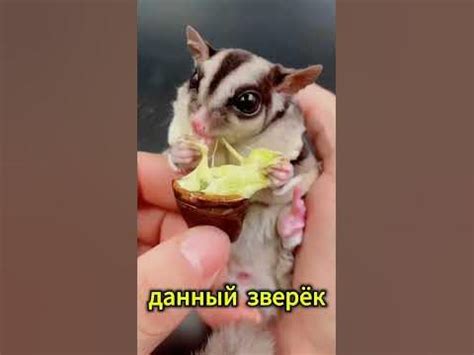 Белка-летяга ест сыр? 🧀 - YouTube