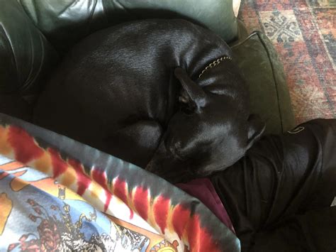 My 60lb lapdog | Scrolller