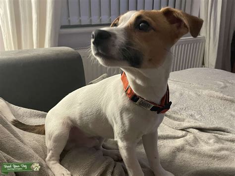 Jack Russell x for stud - Stud Dog in Lancashire, the United States | Breed Your Dog