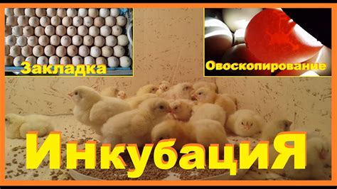 Инкубация. Закладка яйца. Овоскопирование - YouTube