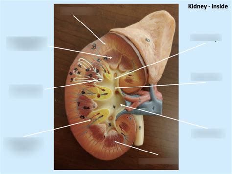 Kidney (Inside) Diagram | Quizlet