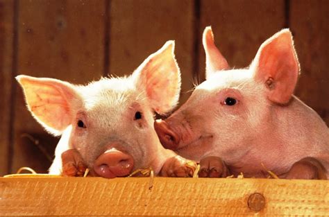 pigs wikifarmer