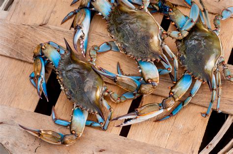 maryland blue crabs    crabs blog