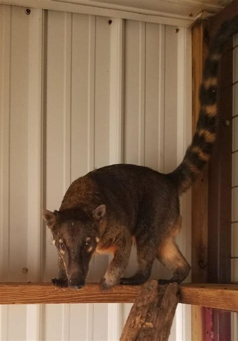 how to pronounce coatimundi
