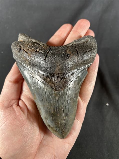 megalodon shark tooth fossil    south carolina buy authentic