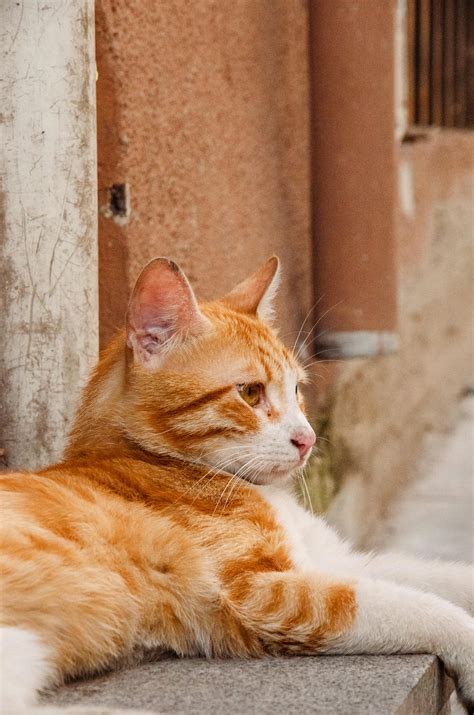 nama kucing jantan  popular inspirasi terbaik limausuamcom