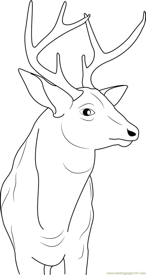 buck deer coloring page  kids  deer printable coloring pages