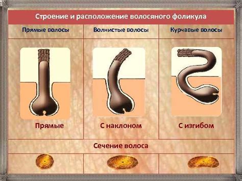 Форма структура волос