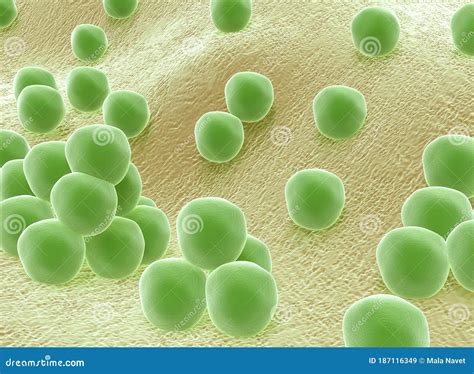 coccus bacteria   microscope