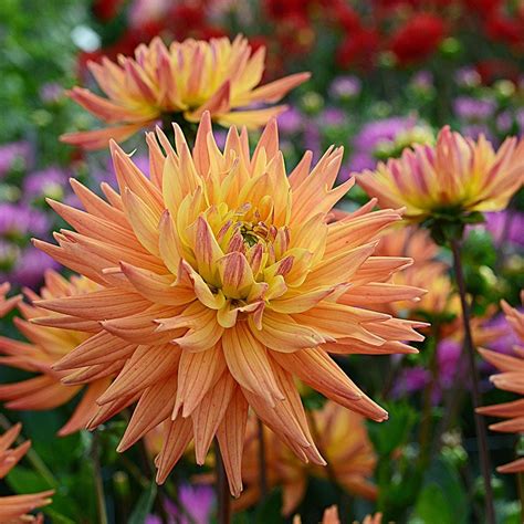 cactus semi cactus dahlias white flower farm