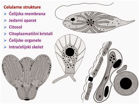 OPŠTA ALGOLOGIJA: EVOLUCIJA ALGI