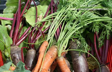 Growing beetroot - one of the easiest and tastiest things to grow