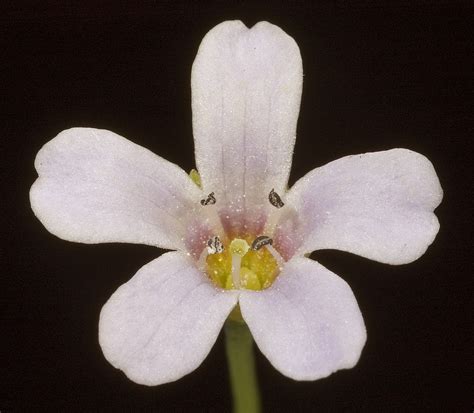 Bacopa monnieri extract may improve emotional function in patients with ...