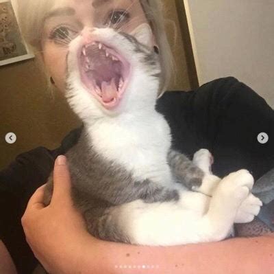 Cursed Images of Cats
