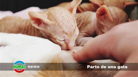 Como Saber Quando A Gata Vai Parir - Parto de una gata: Cómo es, cuidados y consejos - Humac