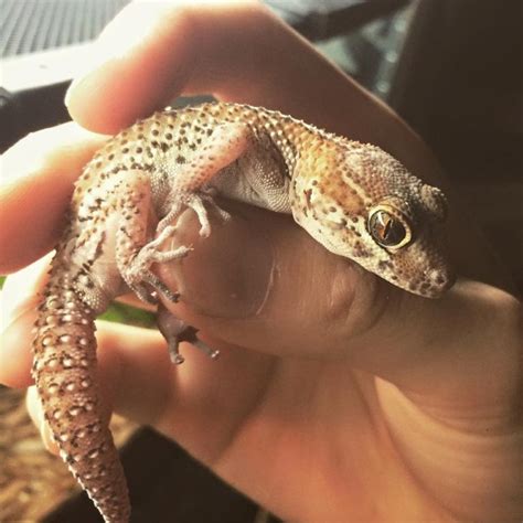 Pictus gecko basics