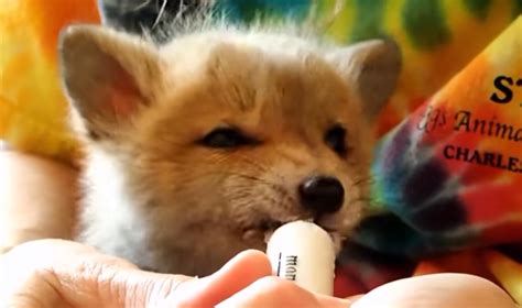 Couple Gives a Second Chance To a Baby Fox - Amazing