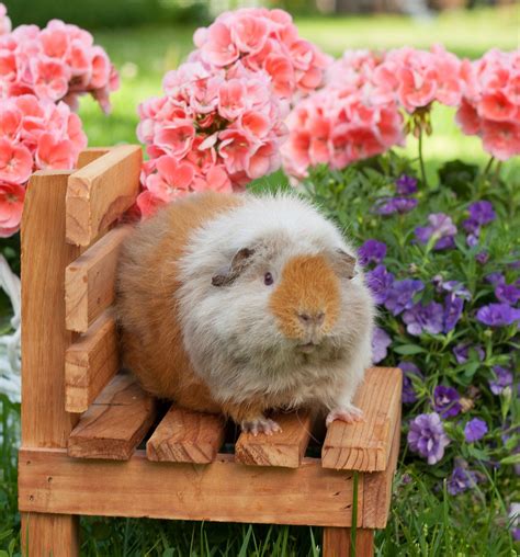 why is guinea pig biting step by step 8