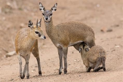 11 Facts About the Klipspringer - Africa's Dancing Antelope